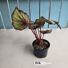 Load image into Gallery viewer, #RD6 Begonia Unknown