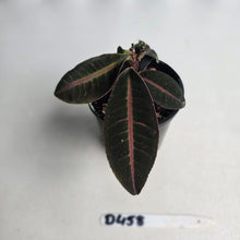 Load image into Gallery viewer, #D458 Labisia Brown Pink