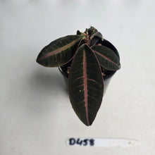 Load image into Gallery viewer, #D458 Labisia Brown Pink