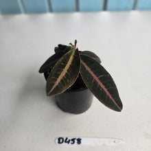 Load image into Gallery viewer, #D458 Labisia Brown Pink