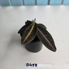 Load image into Gallery viewer, #D458 Labisia Brown Pink