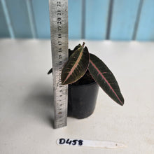 Load image into Gallery viewer, #D458 Labisia Brown Pink