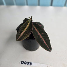 Load image into Gallery viewer, #D458 Labisia Brown Pink