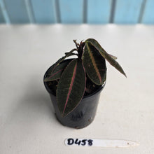 Load image into Gallery viewer, #D458 Labisia Brown Pink