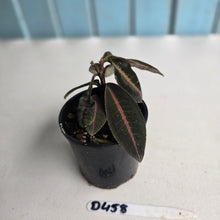 Load image into Gallery viewer, #D458 Labisia Brown Pink