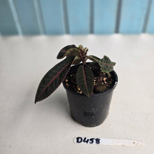 Load image into Gallery viewer, #D458 Labisia Brown Pink