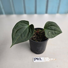 Load image into Gallery viewer, #D912 Anthurium Luxurians x