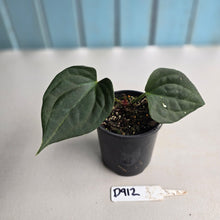 Load image into Gallery viewer, #D912 Anthurium Luxurians x