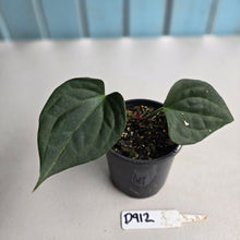 Load image into Gallery viewer, #D912 Anthurium Luxurians x