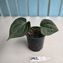 Load image into Gallery viewer, #D912 Anthurium Luxurians x