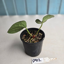 Load image into Gallery viewer, #D912 Anthurium Luxurians x