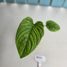 Load image into Gallery viewer, #R55 Philodendron Furcatum