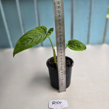 Load image into Gallery viewer, #R55 Philodendron Furcatum