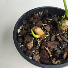 Load image into Gallery viewer, #R55 Philodendron Furcatum