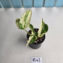 Load image into Gallery viewer, #R43 Variegated Amydrium Medium