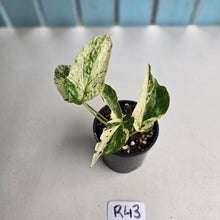 Load image into Gallery viewer, #R43 Variegated Amydrium Medium