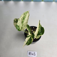 Load image into Gallery viewer, #R43 Variegated Amydrium Medium