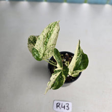 Load image into Gallery viewer, #R43 Variegated Amydrium Medium