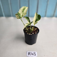 Load image into Gallery viewer, #R43 Variegated Amydrium Medium