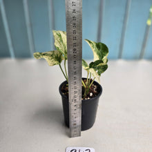 Load image into Gallery viewer, #R43 Variegated Amydrium Medium