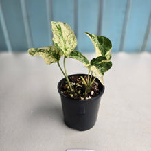 Load image into Gallery viewer, #R43 Variegated Amydrium Medium