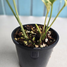 Load image into Gallery viewer, #R43 Variegated Amydrium Medium