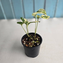 Load image into Gallery viewer, #R43 Variegated Amydrium Medium