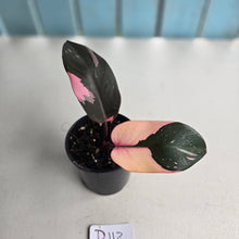 Load image into Gallery viewer, #D118 Philodendron Pink Princess