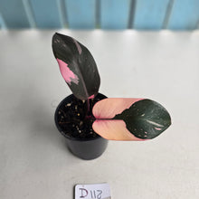 Load image into Gallery viewer, #D118 Philodendron Pink Princess