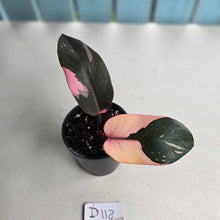 Load image into Gallery viewer, #D118 Philodendron Pink Princess