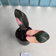 Load image into Gallery viewer, #D118 Philodendron Pink Princess