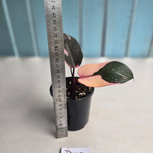 Load image into Gallery viewer, #D118 Philodendron Pink Princess