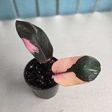 Load image into Gallery viewer, #D118 Philodendron Pink Princess