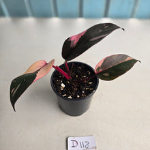 Load image into Gallery viewer, #D118 Philodendron Pink Princess