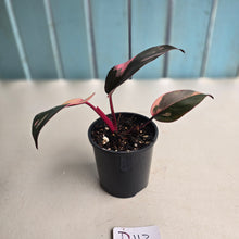 Load image into Gallery viewer, #D118 Philodendron Pink Princess