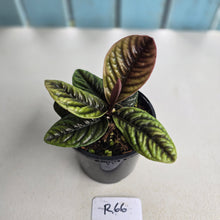 Load image into Gallery viewer, #R66 Labisia Sp.