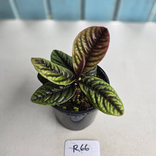 Load image into Gallery viewer, #R66 Labisia Sp.