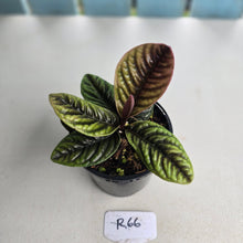Load image into Gallery viewer, #R66 Labisia Sp.