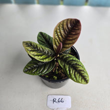 Load image into Gallery viewer, #R66 Labisia Sp.