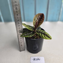 Load image into Gallery viewer, #R66 Labisia Sp.