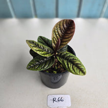 Load image into Gallery viewer, #R66 Labisia Sp.