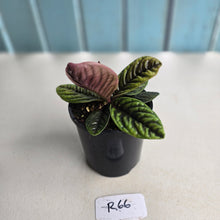 Load image into Gallery viewer, #R66 Labisia Sp.