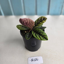 Load image into Gallery viewer, #R66 Labisia Sp.