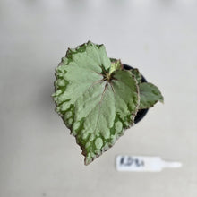 Load image into Gallery viewer, #RD31 Begonia Unknown