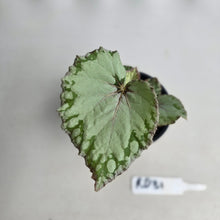 Load image into Gallery viewer, #RD31 Begonia Unknown