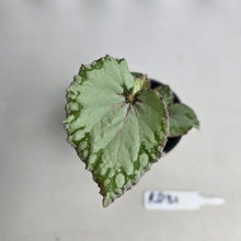 Load image into Gallery viewer, #RD31 Begonia Unknown