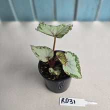 Load image into Gallery viewer, #RD31 Begonia Unknown