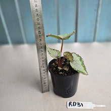 Load image into Gallery viewer, #RD31 Begonia Unknown