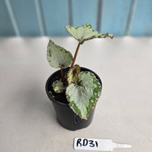 Load image into Gallery viewer, #RD31 Begonia Unknown