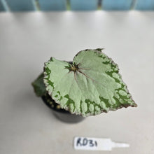 Load image into Gallery viewer, #RD31 Begonia Unknown